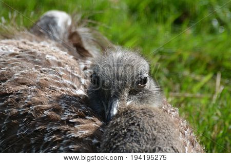 Large rhea a flightless bird resting in the sunshine.
