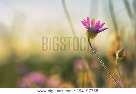 Xeranthemum annuum flower in summer time, close up
