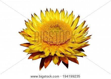 Helichysum (yellow) flower isolated on a white background