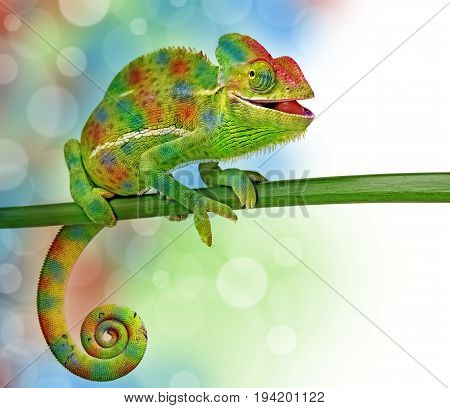 Chamelon - Chamaeleo calyptratus isolated on a white background