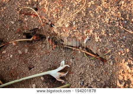 red fire ant close up teamwork in nature ( Solenopsis invicta )