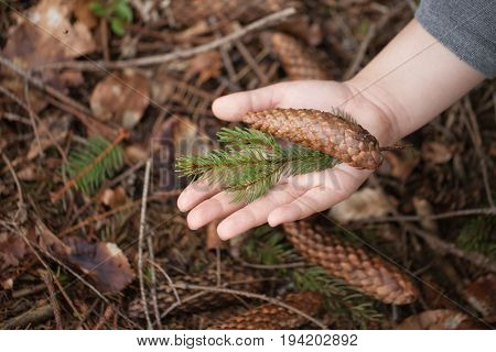 A close-up macro view of a hand holding cone of spruce on a dark forest background. Summer forest.