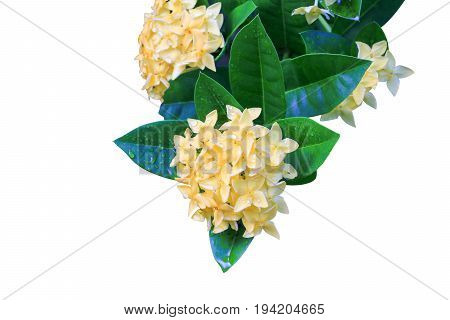 Ixora spike flower yellow with water drop isolated on white background ( Common Name Ixora coccinea Rubiaceae)