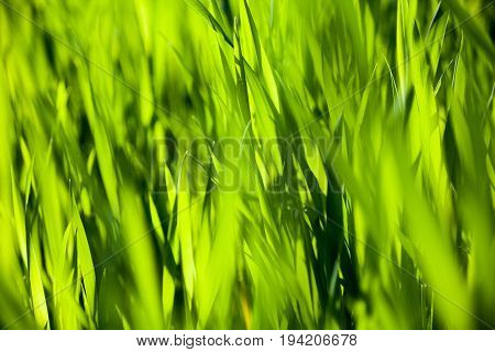 Bright green grass in the sunny day. Close-up.