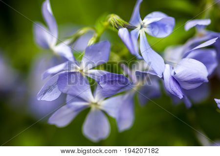 Blooming blue phloxes (Phlox divaricata) in spring. Close-up.