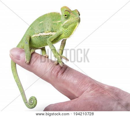 green chameleon - Chamaeleo calyptratus close up