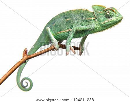 green chameleon - Chamaeleo calyptratus close up