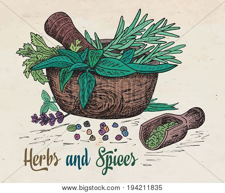 Beautiful hand drawing healthy herbs and spices mortar. Herbs, basil, chervil.