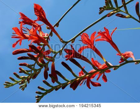 The beautiful deep orange flowers of Crocosmia 'Lucifer' a perennial plant also known as Monbretia, against a background of blue sky.