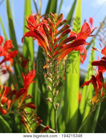 The beautiful deep orange flowers of Crocosmia 'Lucifer' a perennial plant also known as Monbretia.
