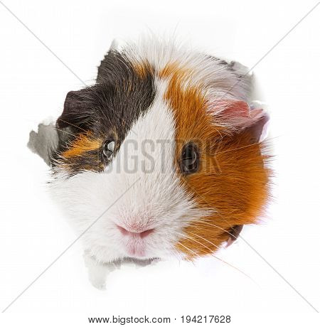 guinea pig looks through a hole in paper