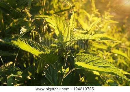 Juicy nettle in the sun on a meadow, sunset