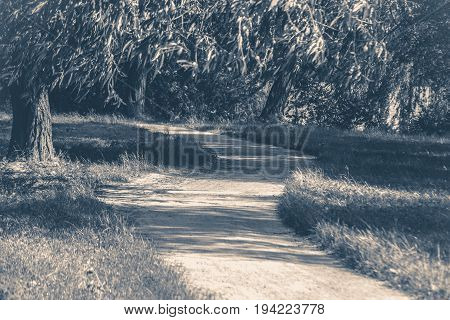 Old vintage photo. Forest park leaves road trees grass sunlight shadow