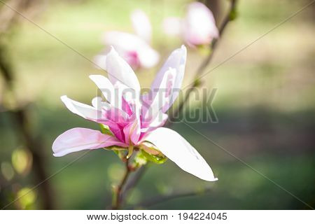 Pale pink magnolia flower. Spring blossom. Close-up.