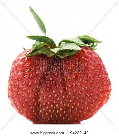 Big fresh organic heirloom home grown strawberry isolated on white