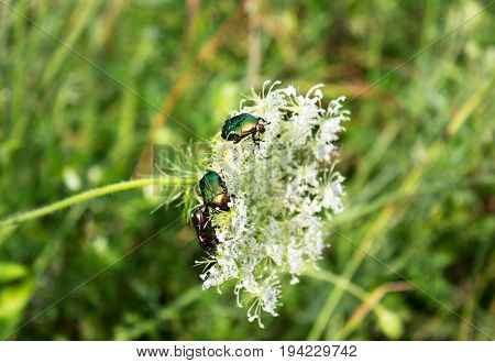 Three dung-beetles on wild flower summer scene.