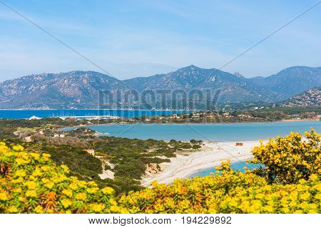 Flowers by the sea in Porto Giunco Villasimius. Sardinia Italy