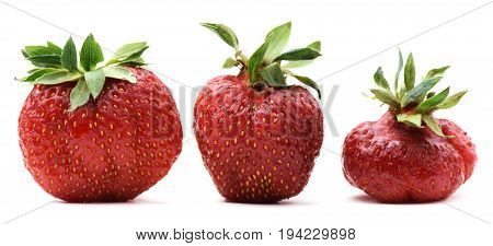 Ugly organic home grown strawberries isolated closeup