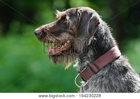german wirehaired pointer on green blurred background