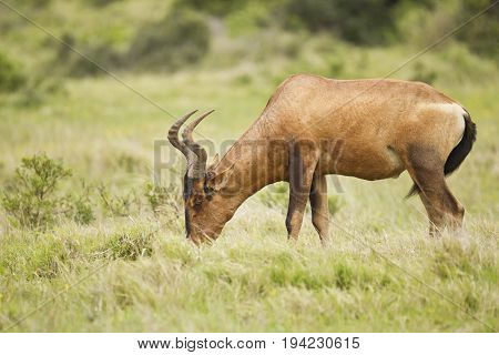 Beautiful red Haartebeest grazing in long lush green grass