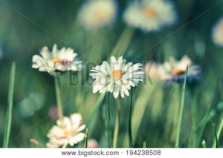 White daisies on the green wild meadow