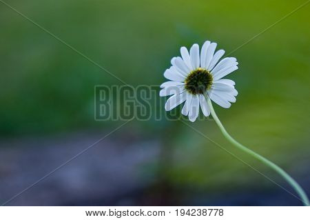 Always look straight ahead / Daisy in the macrophotography