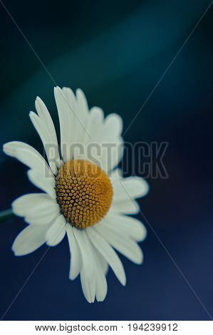 White daisy on the dark background / macro