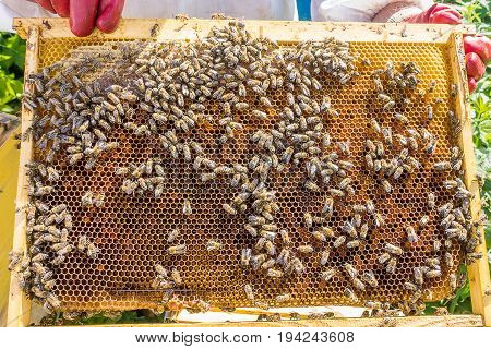 Bees Honeycomb With Honey, Perga And Honey Bees