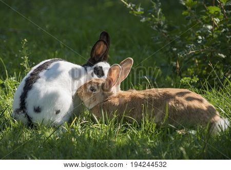 two rabbits in the garden - felame and male