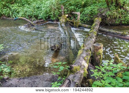 Logs lay across the Des Moines creek in Washington State.