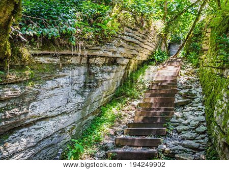 Old stone stairs leading to jungle forest