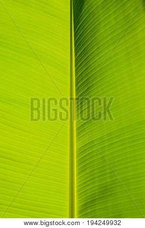 Striped of natural leaf of banana palm tree abstract green foliage texture from nature background