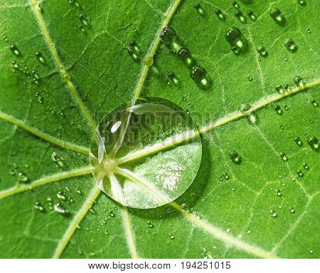 dew drops on a leaf - a macro photo