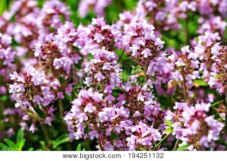 Thymus serpyllum thyme wild thyme (selective focus)