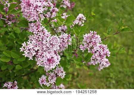 Syringa meyeri Palibin (Korean lilac) is a dense compact low-spreading deciduous shrub that gets decoratively covered with a lilac-pink flowers