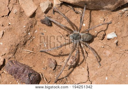 Wolf Spider (Lycosidae) on cracked dry desert earth