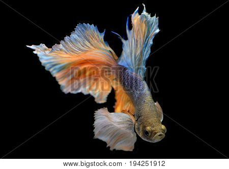 Colorful  Waver Of Betta Saimese Fighting Fish