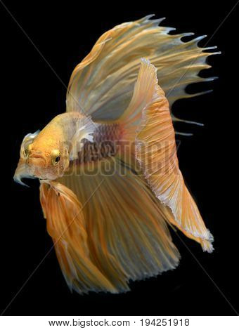 Yellow Golden Colorful  Waver Of Betta Saimese Fighting Fish