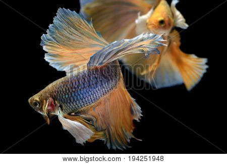 Yellow Golden Colorful  Waver Of Betta Saimese Fighting Fish