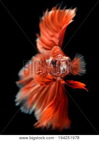 Golden Red Colorful  Waver Of Betta