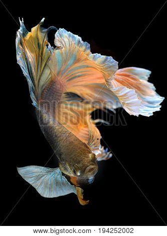 Colorful  Waver Of Betta Saimese Fighting Fish