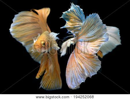 Golden Red Colorful  Waver Of Betta Saimese Fighting Fish