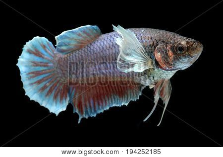 Colorful  Waver Of Female  Betta Saimese Fighting Fish
