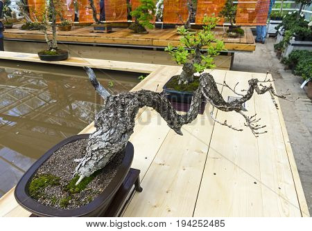 Downy Oak  - Bonsai In The Style Of 