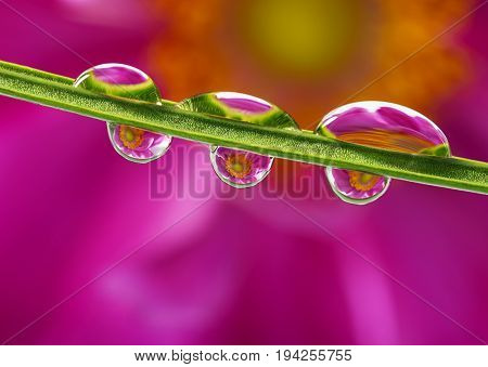 a plant with dew dops - macro photo