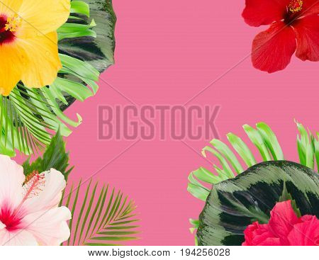 tropical flowers and leaves - frame of fresh multicilored hibiscus flowers and exotic palm leaves on pink with copy space