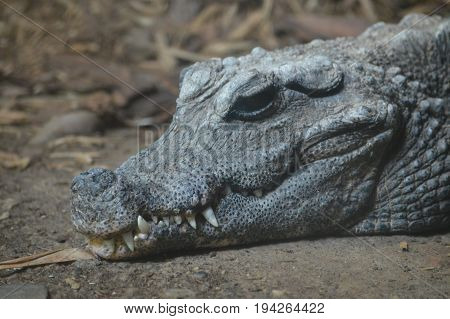 A dwarf crocodile laying on a rock