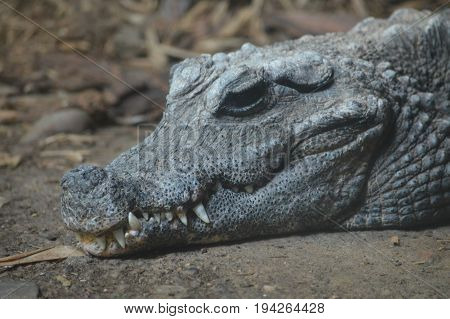 A dwarf crocodile laying on a rock