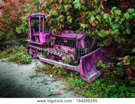 Old fashion antique worn rusted construction full track pink tractor among green trees. Abandoned tractor vehicle agricultural industry machine crawler tractor blade Abstract tractor background