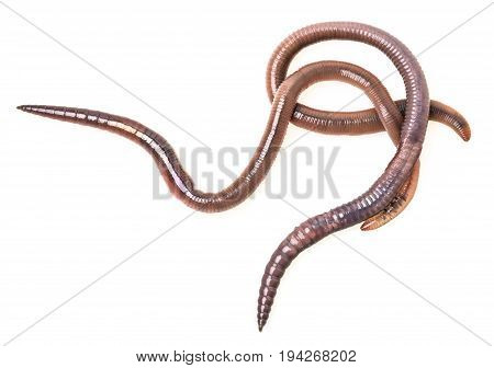 earthworm (Lumbricus terrestris) close up isolated on a white